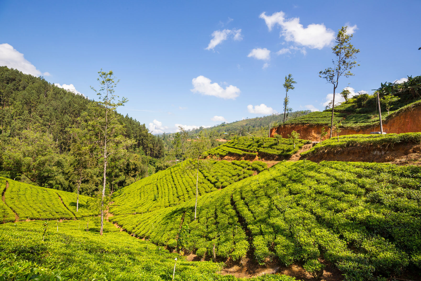 Tea-Plantations